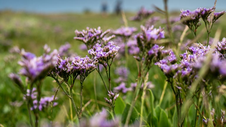 Sea lavender on a saltmarsh coast